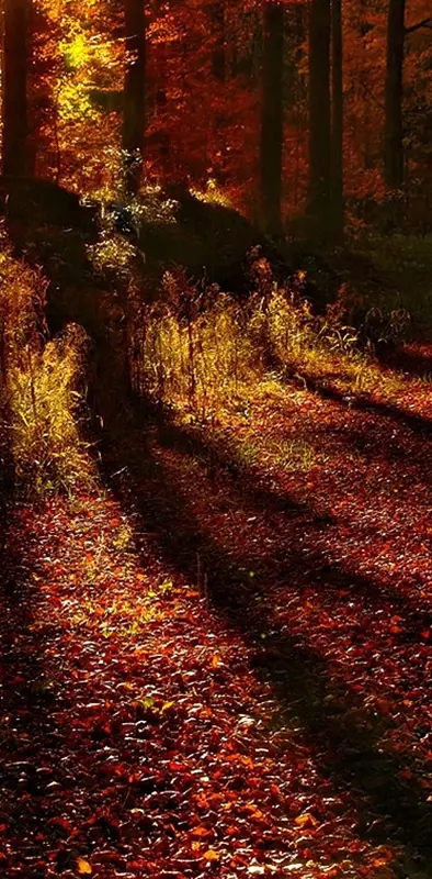 Autumn shadows