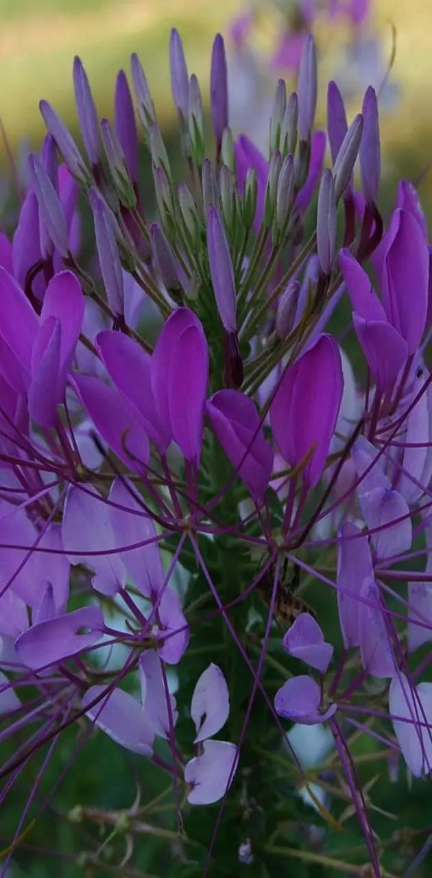 Purple  Flowers