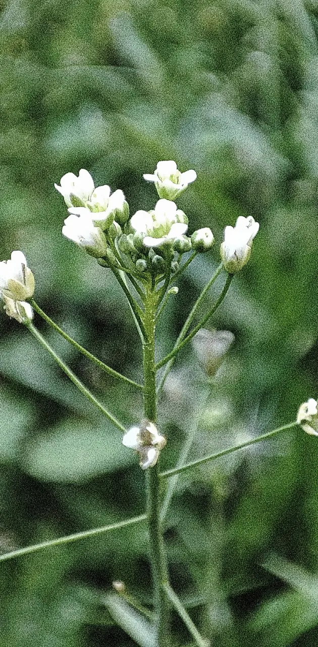 White Flower or smth