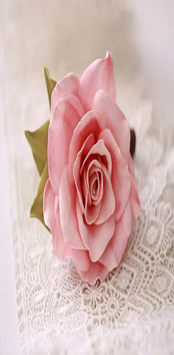 Beautiful   Rose
