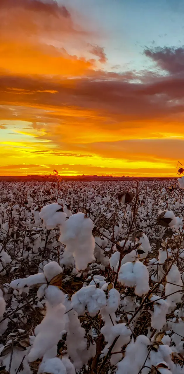 Texas cotton sunset 
