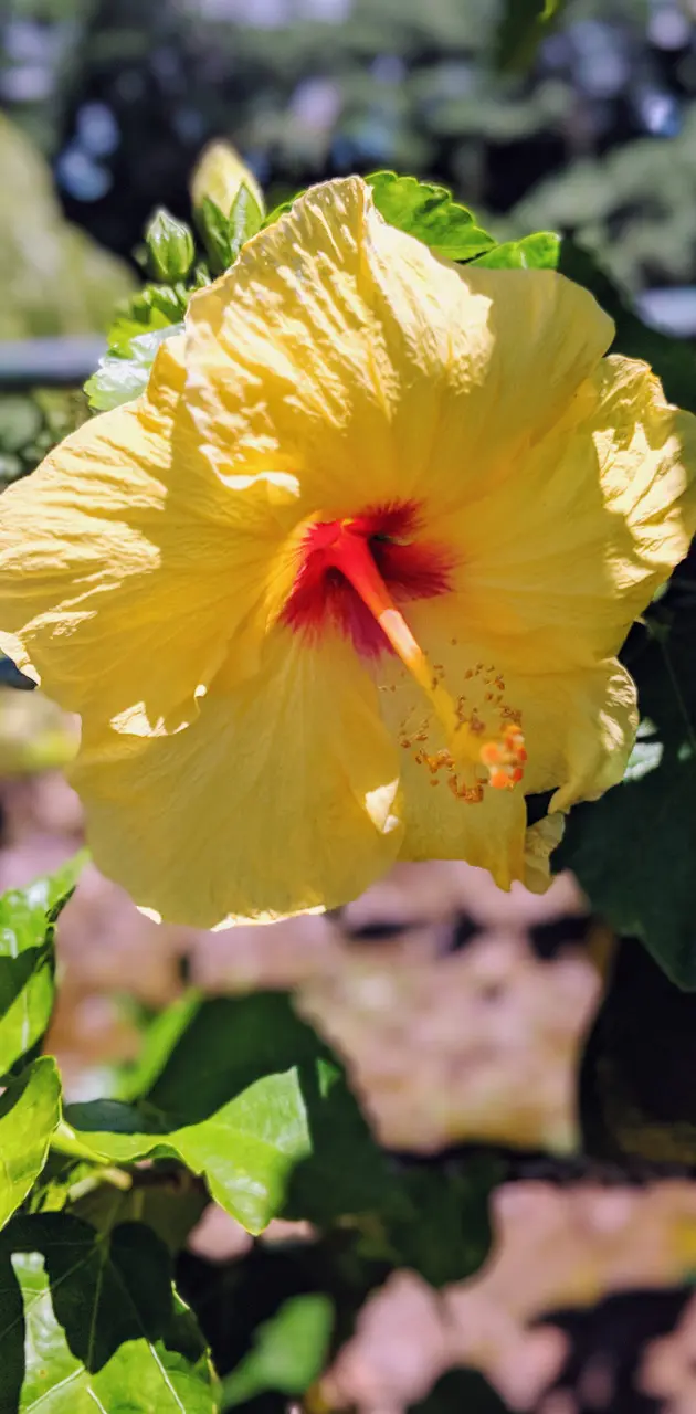 Hawaiian bloom