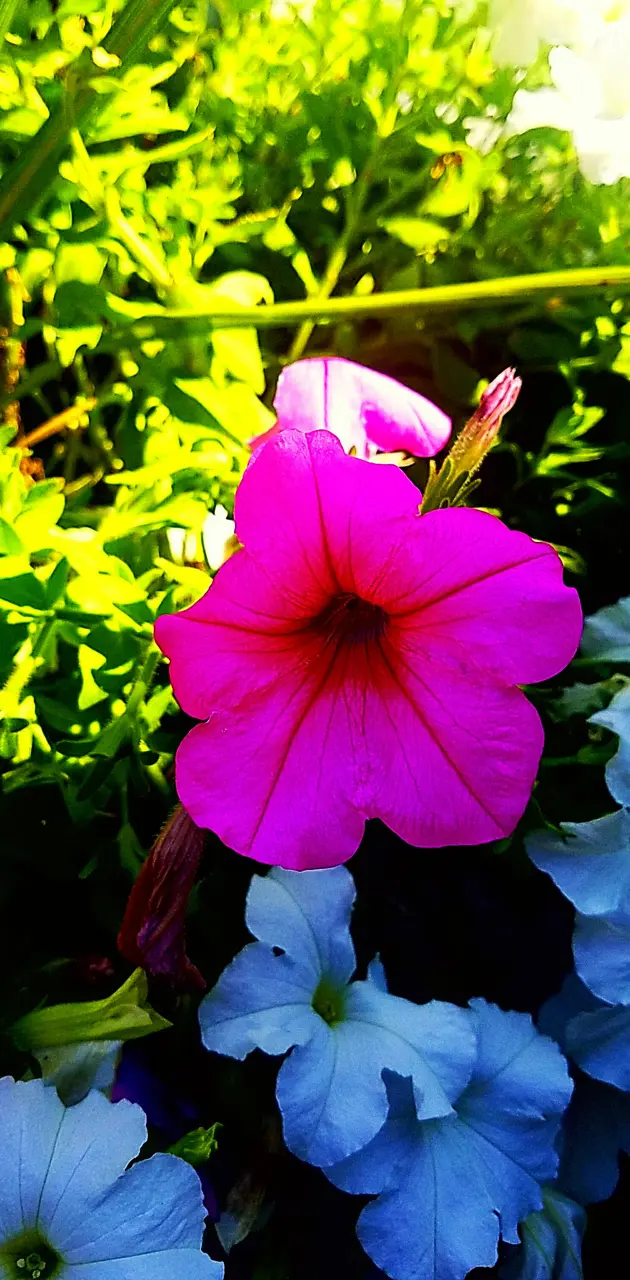 Pink White Flower