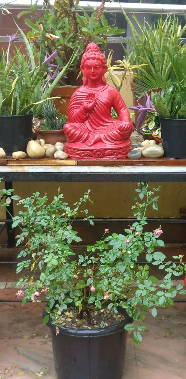 Buddha on Terrace