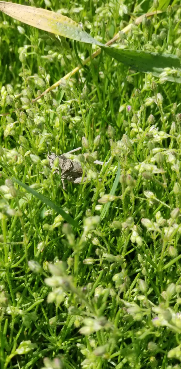 Grass hopper