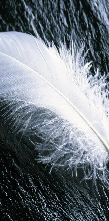 Feather Hd