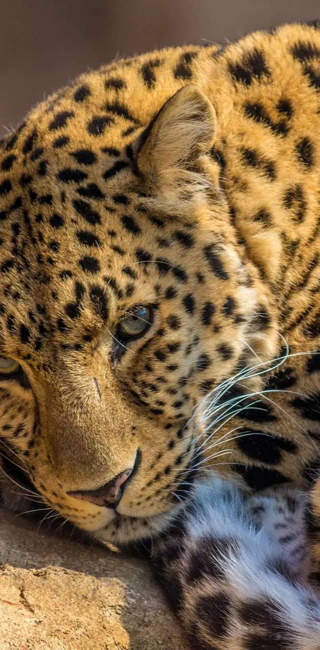 Spot Leopard
