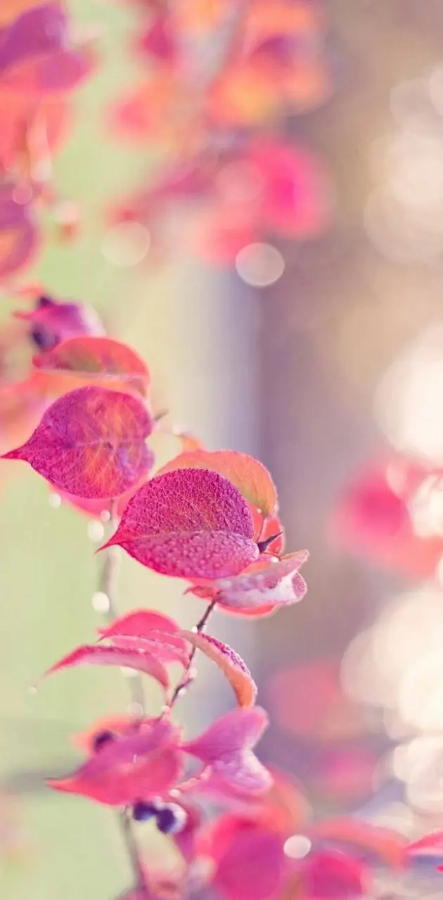 Pink leaves