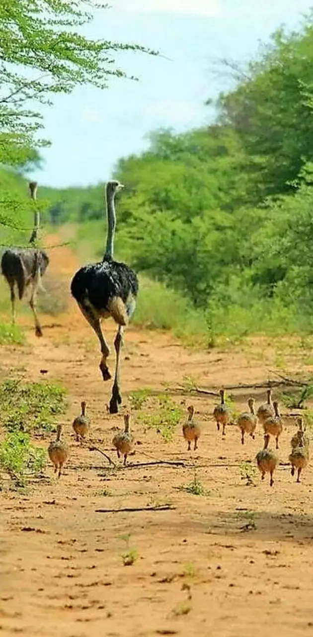 ostrich family