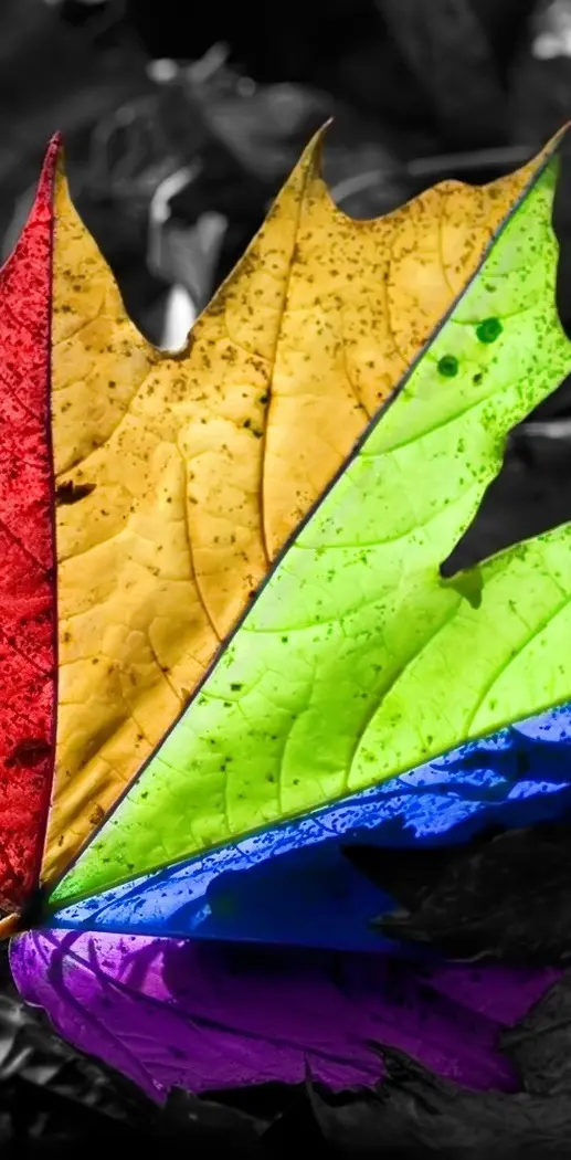 Colourful Leaf