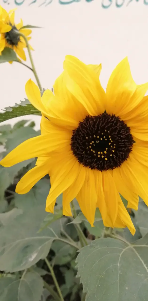 Sun flower 
