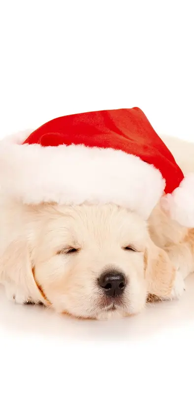Puppy Santa