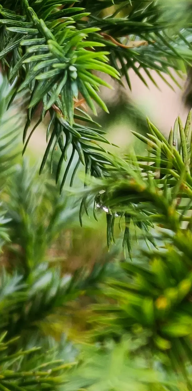 Green and fresh pine trees