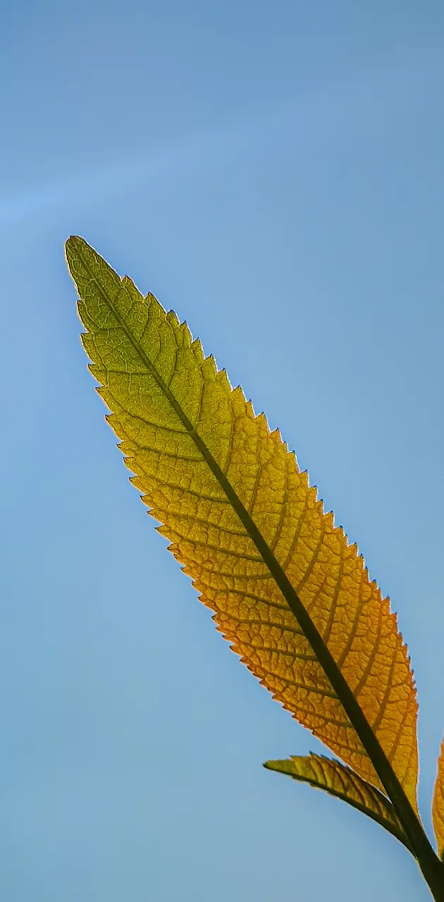 Colourful leaf