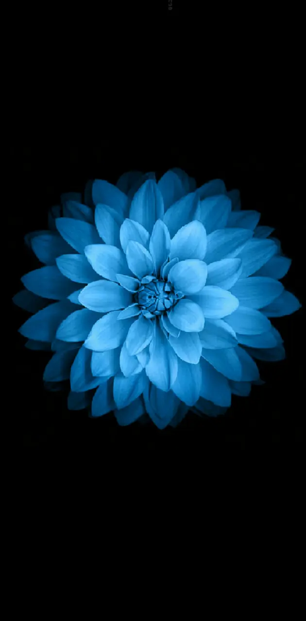 Blue Flower wallpaper by segordon - Download on ZEDGE™ | 7726