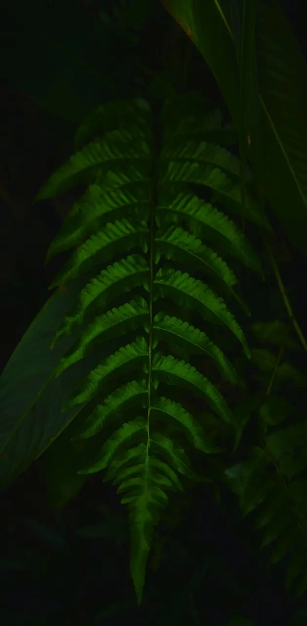 Upside Leaf