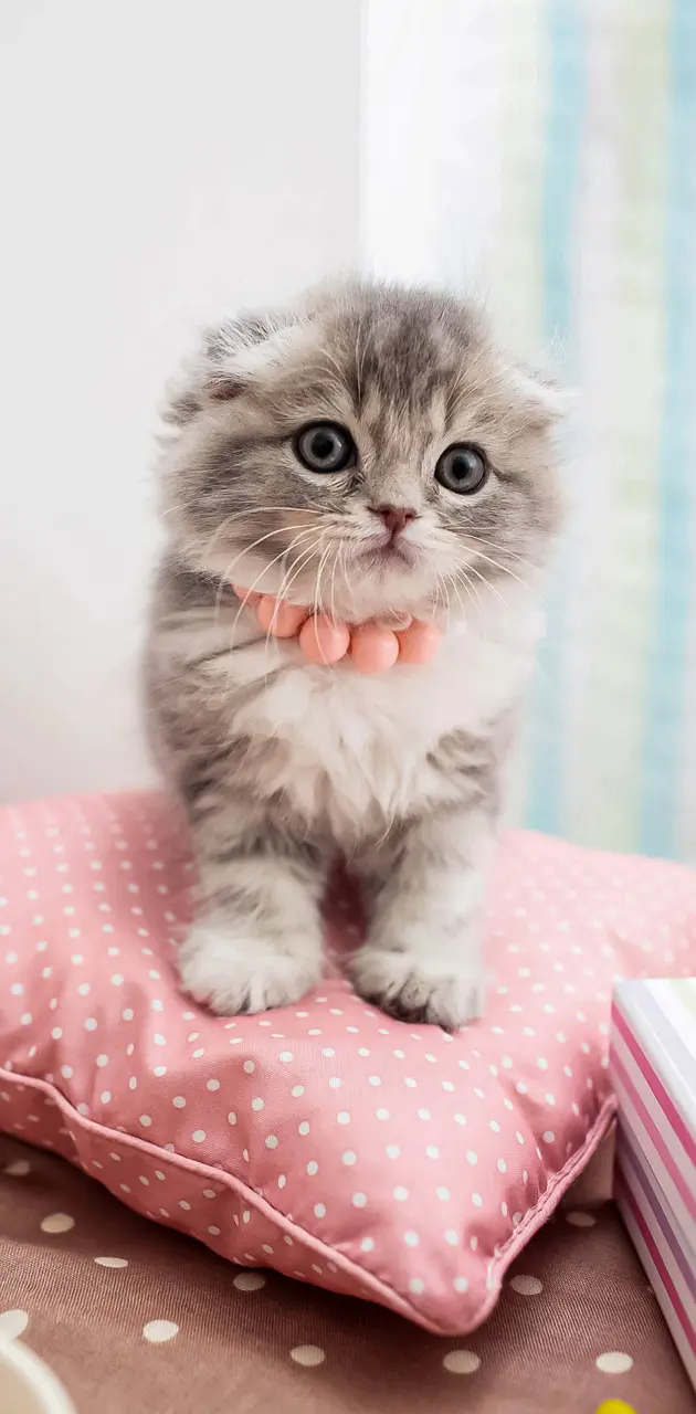 Pink Cat Kitten