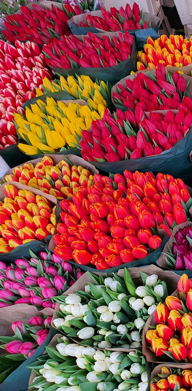 Tulip market
