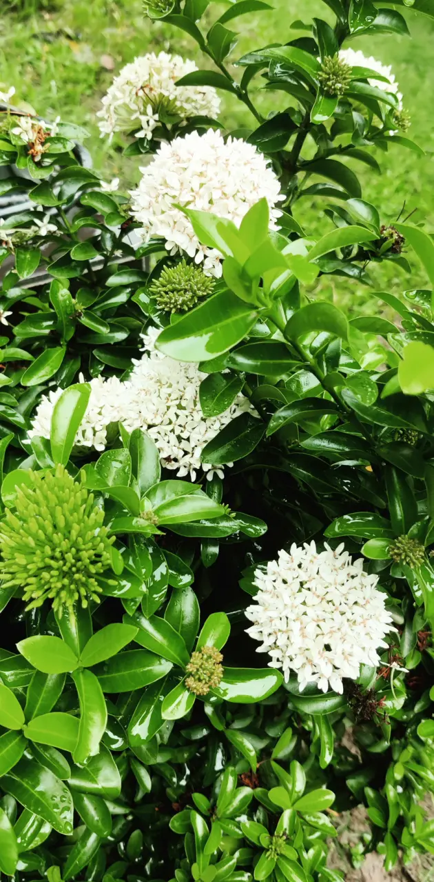 Green white flowers 