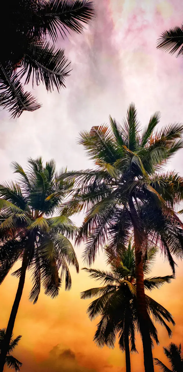 Palm trees