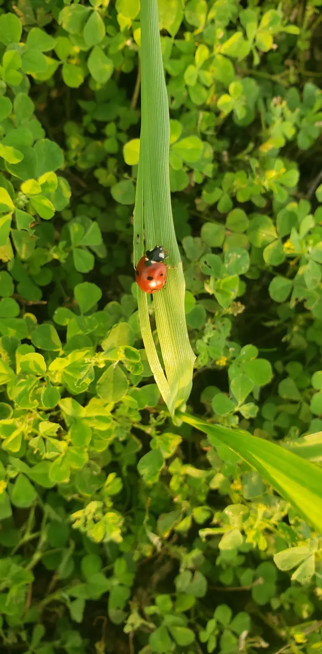 Ladybug love