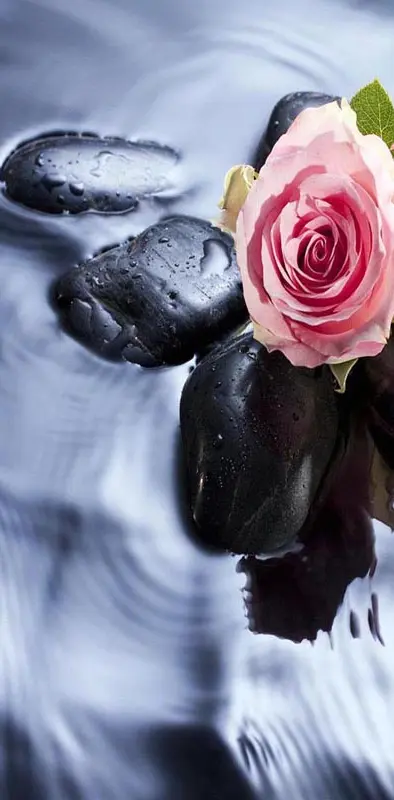 Roses in water