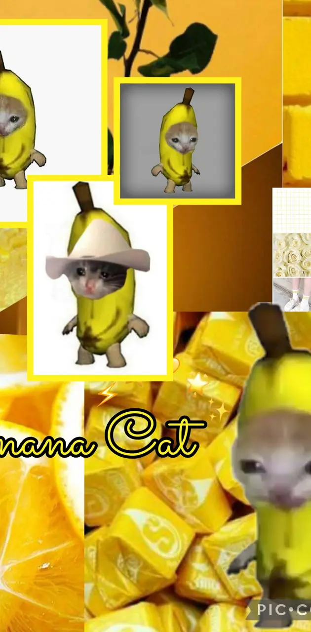 Banana cat meme