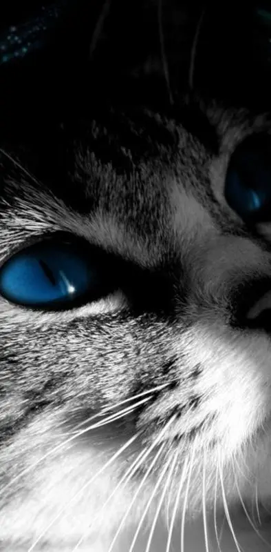 Cats Blue Eye