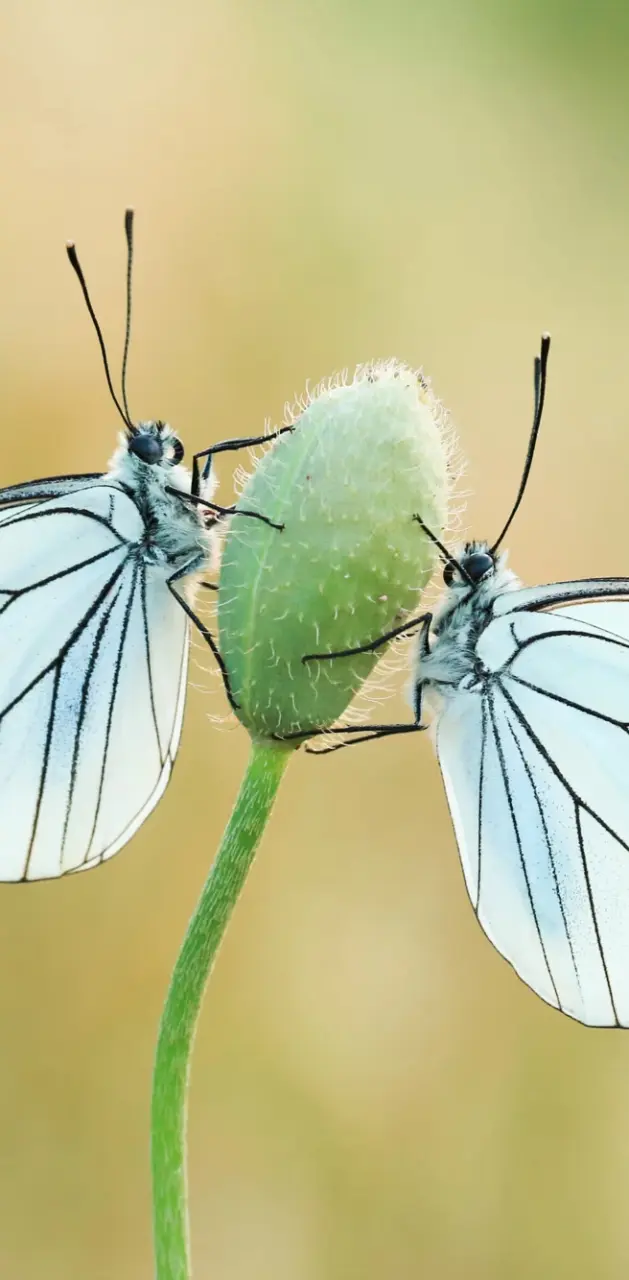 Nectar Butterfly