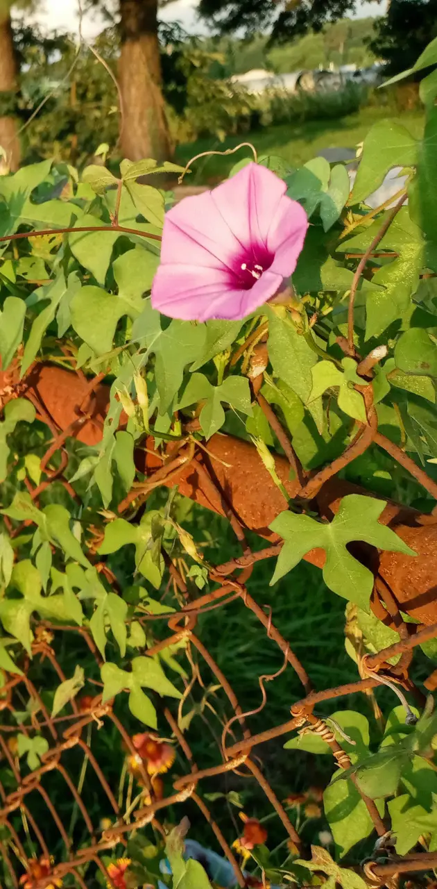 Pink Fence Flower