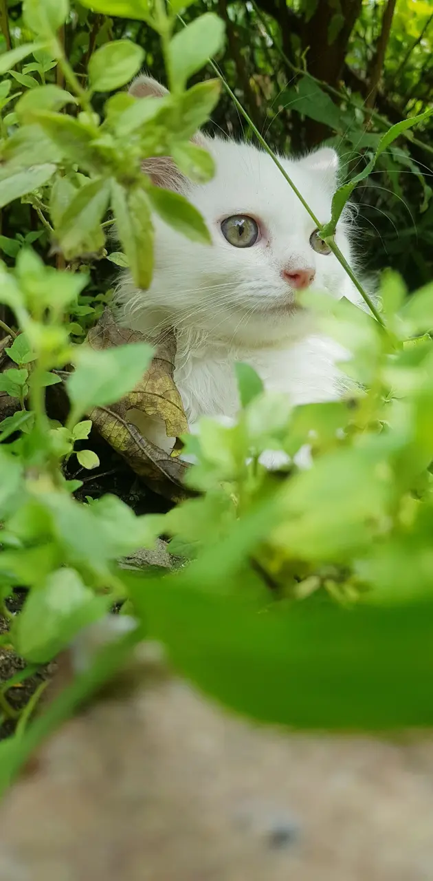 Lovely cat in grass