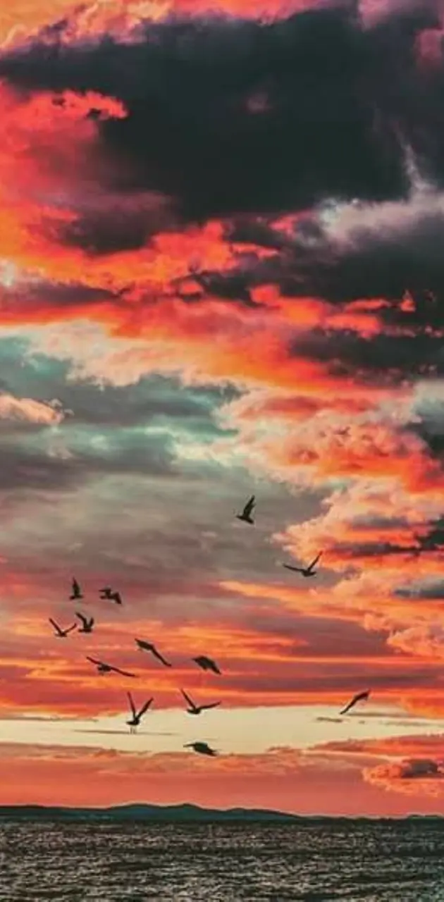 sunset with birds