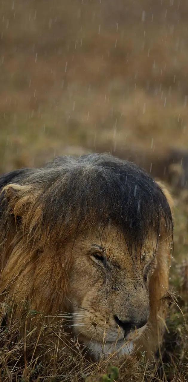 Lion in rain