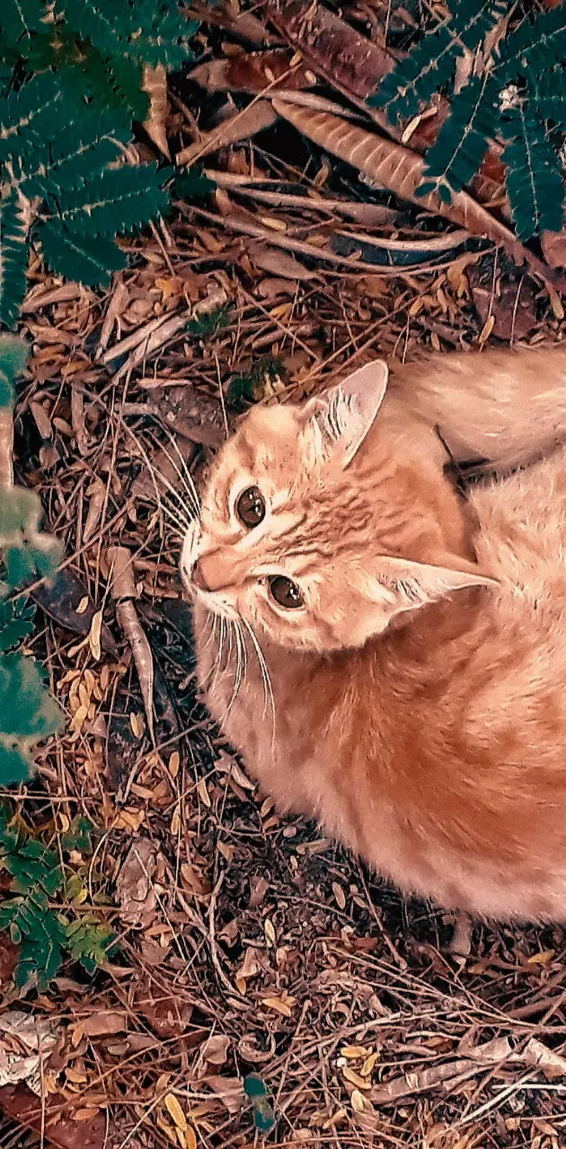 Cat in Autumn
