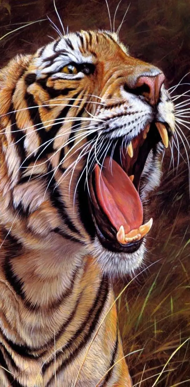 Tiger angry
