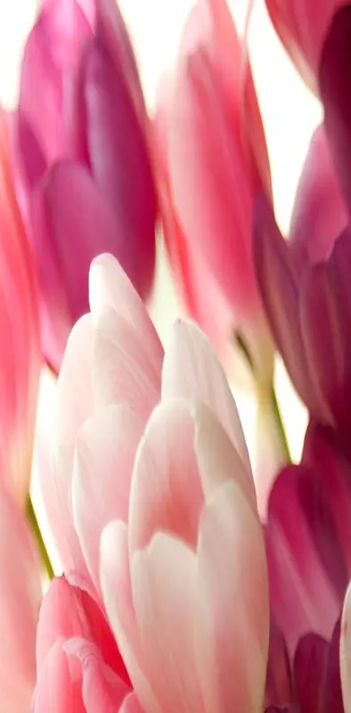 Pink Tulips Wall