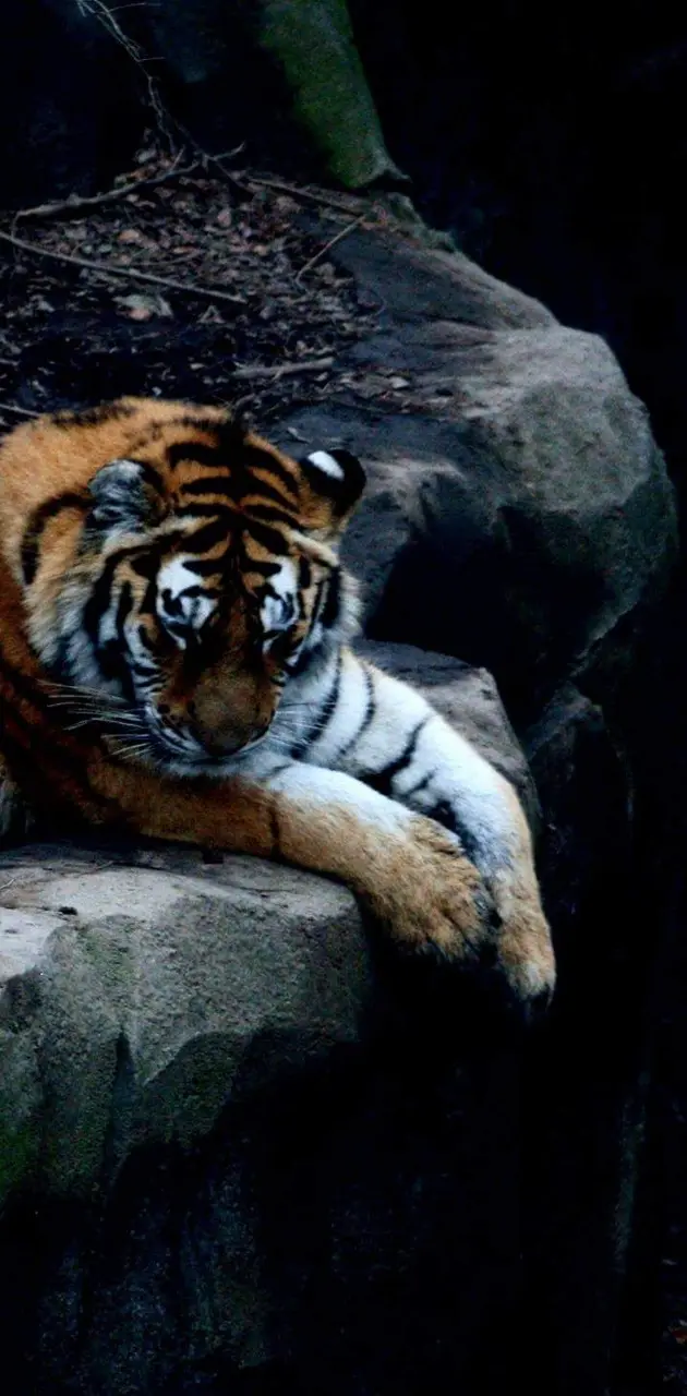 tiger dreams