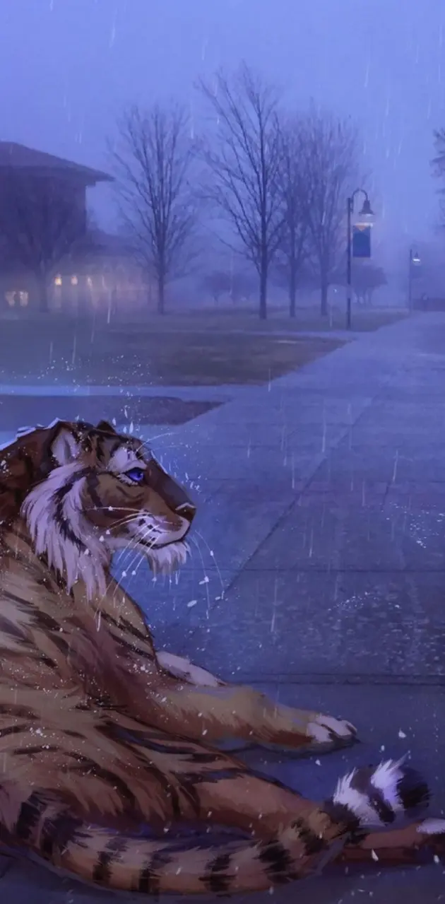 Rainy Tiger Street