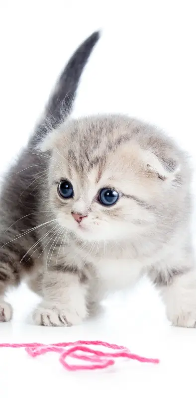 cute kitty