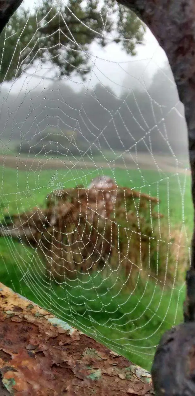 Spiders delight