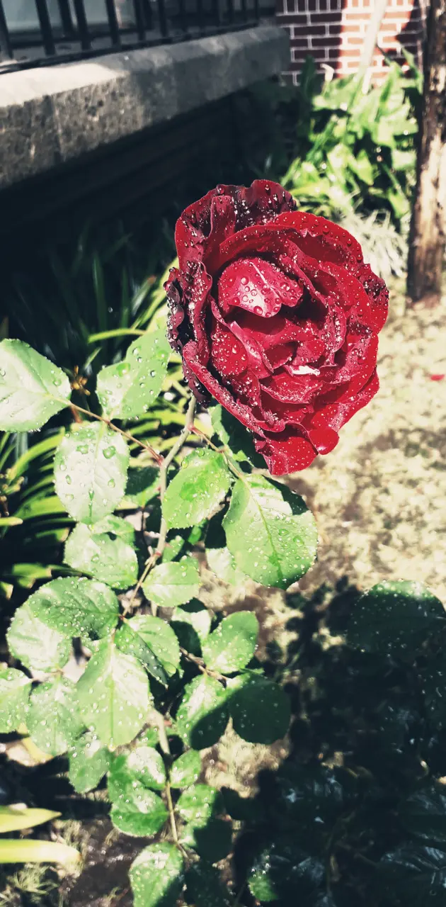 Rosa Roja 