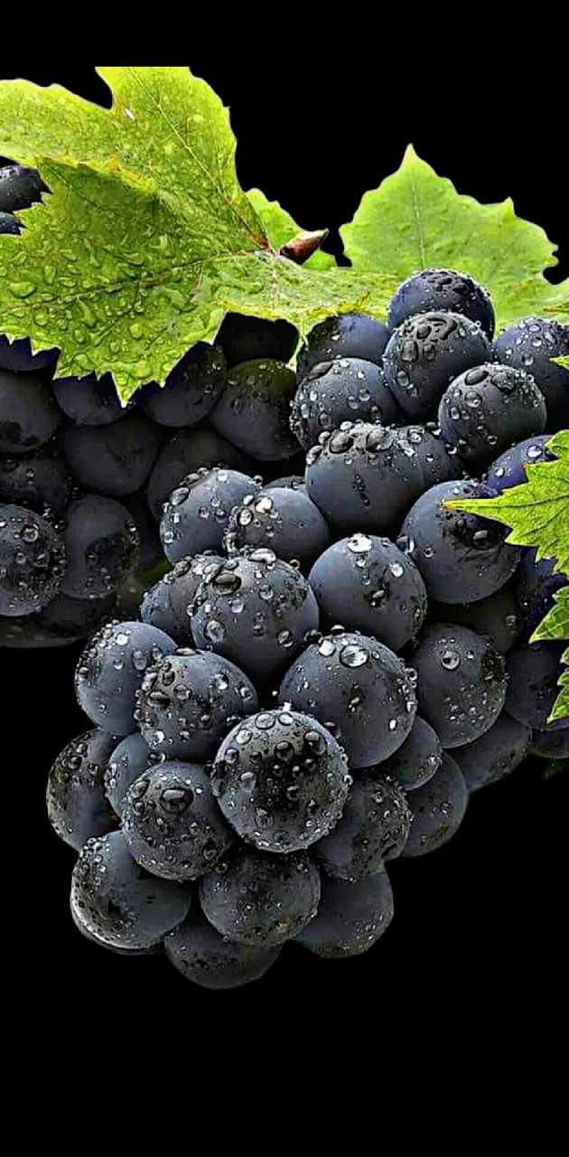 Black Grapes