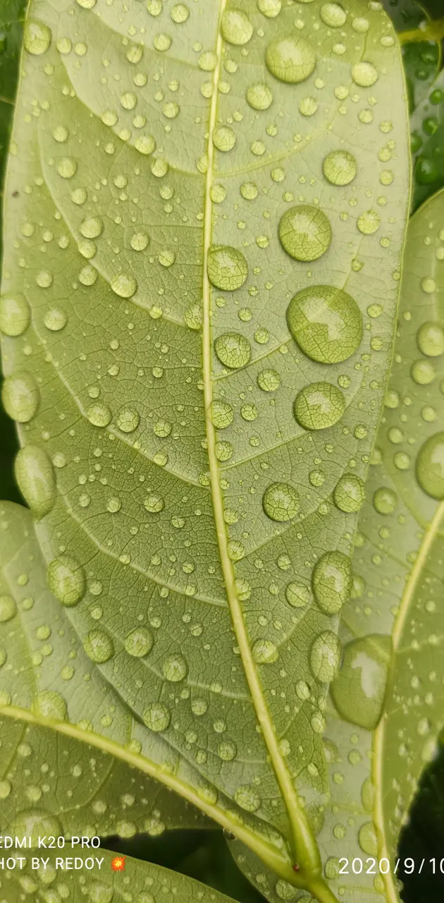 The wet leaf