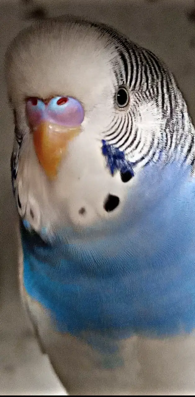 White budgie looking