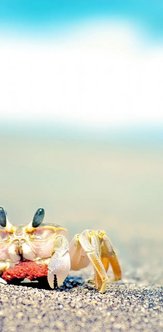Lonely Crab