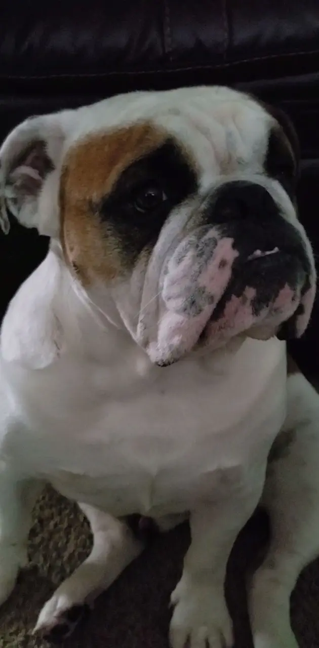 Bulldog Sir Archie