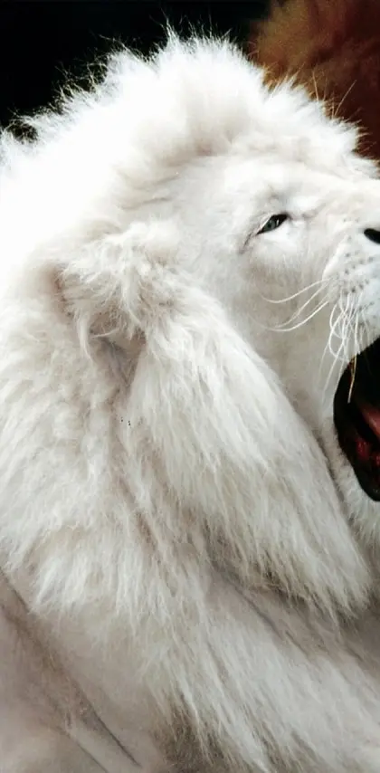 White-lion-hd
