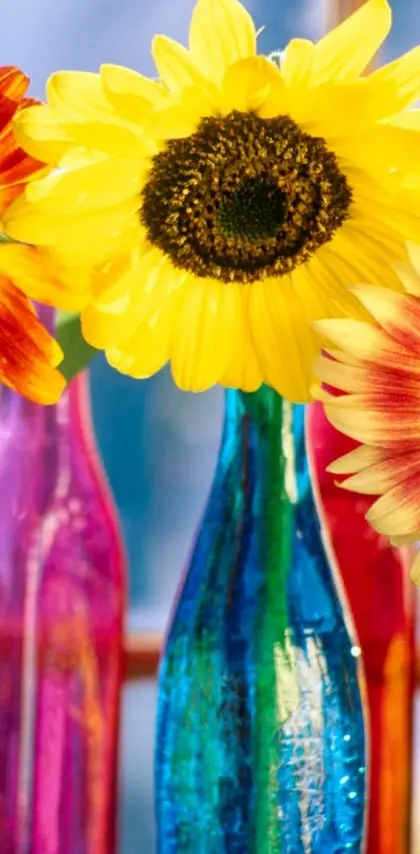 Rainbow Sunflowers