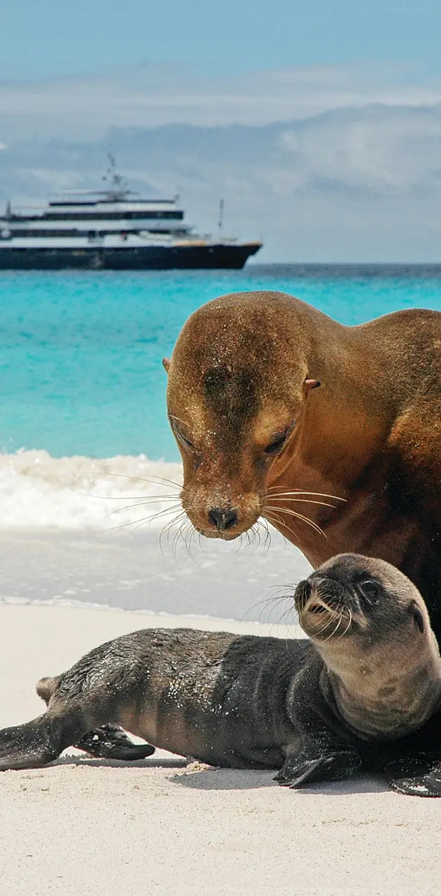 Sea lion and pup