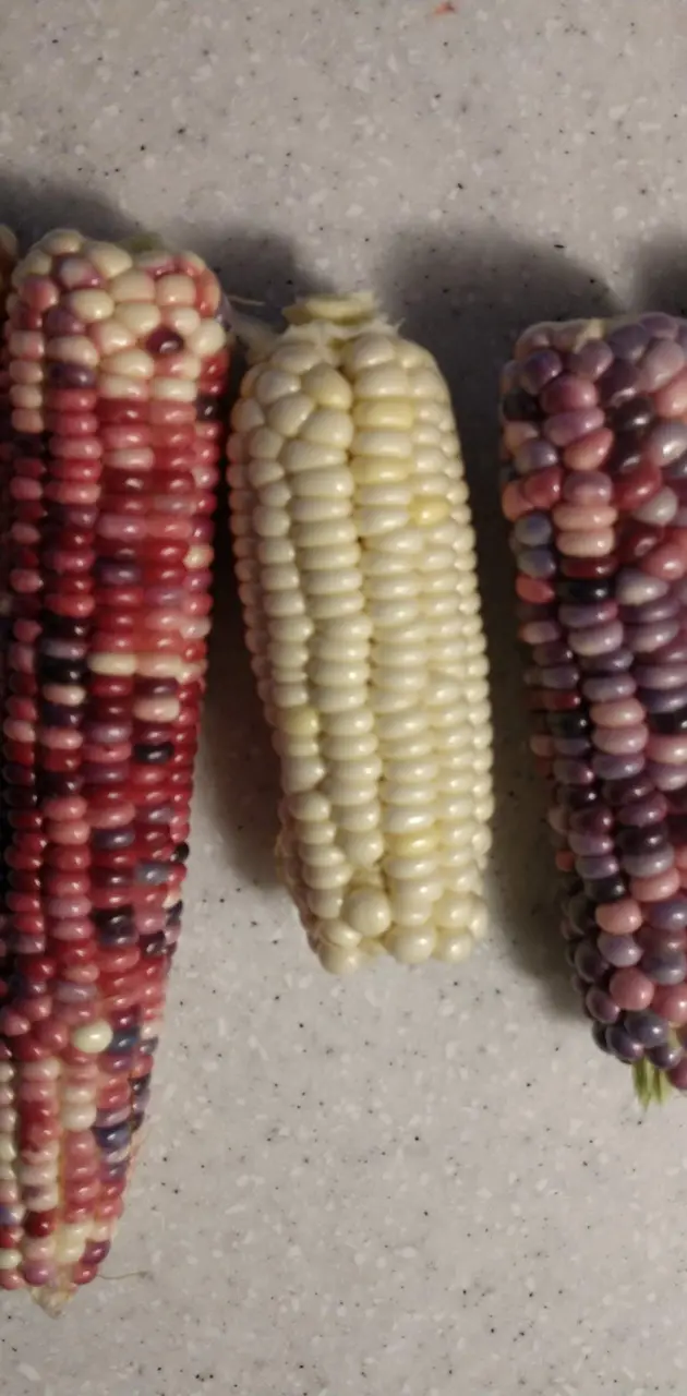 Old Corn